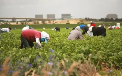 Dichiarazione ALS- MCL sui Recenti Controlli nei Campi Agricoli