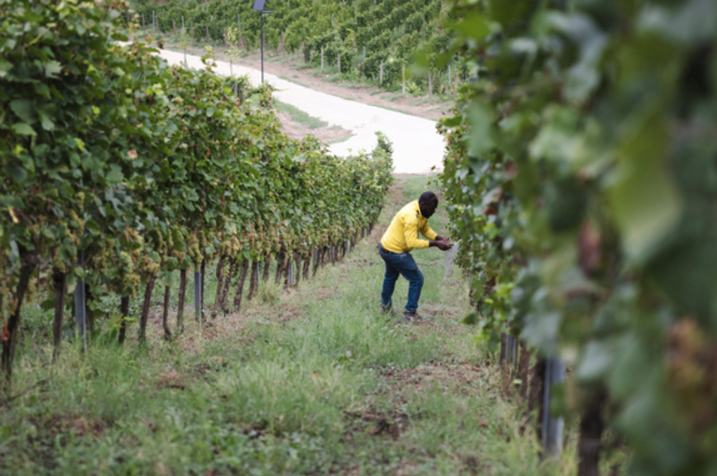Nasce il ‘modello Langhe’ contro lo sfruttamento dei lavoratori