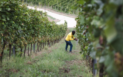 Nasce il ‘modello Langhe’ contro lo sfruttamento dei lavoratori
