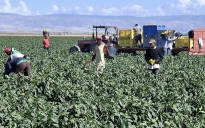 Puglia. Dove resistono i caporali: a Borgo Mezzanone l’integrazione è sospesa