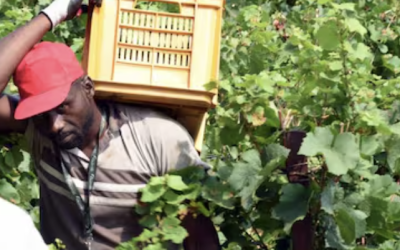 Alloggi per braccianti agricoli, via libera al nuovo piano contro il caporalato nel decreto Pa: cosa cambia