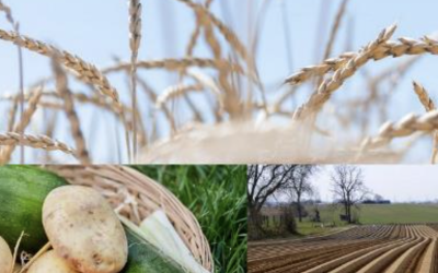 Ragusa (Als Mcl): serve concretezza contro caporalato e sfruttamento dei lavoratori stranieri