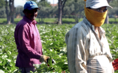 Agricoli Stranieri: 4 Ore Pagate per il Permesso di Soggiorno e Ferie Più Flessibili